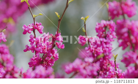 Pink Flowers On Judas Tree. Commonly Known As The Judas Tree Is A Small Deciduous Tree. Close up. Pink Flowers On Judas Tree. Commonly Known As The Judas Tree Is A Small Deciduous Tree. Close up. 118711813