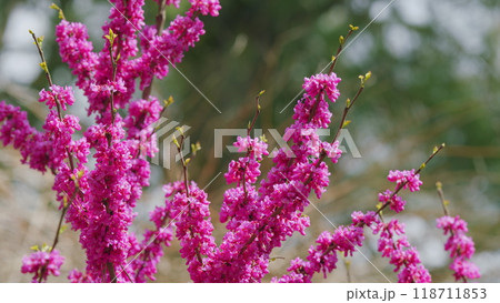 Cercis Siliquastrum Branches With Pink Flowers In Spring. Cercis Is A Tree Or Shrub. Close up. Cercis Siliquastrum Branches With Pink Flowers In Spring. Cercis Is A Tree Or Shrub. Close up. 118711853