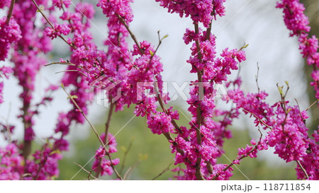 Blossoming Of Purple Cercis Siliquastrum In Park Of Europe In The Spring. Close up. Blossoming Of Purple Cercis Siliquastrum In Park Of Europe In The Spring. Close up. 118711854