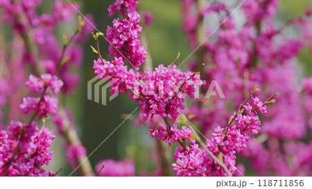 Pink Flowers Of Species Of The Genus Cercis Of The Legume Family Or Fabaceae. Close up. Pink Flowers Of Species Of The Genus Cercis Of The Legume Family Or Fabaceae. Close up. 118711856