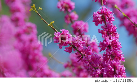Cercis Siliquastrum Or Judas Tree. Spring Ornamental Plant Is Illuminated By The Sun. Close up. Cercis Siliquastrum Or Judas Tree. Spring Ornamental Plant Is Illuminated By The Sun. Close up. 118711890