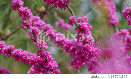 Early Spring. Cercis Siliquastrum Is Deciduous Tree. Pink Flowers On Judas Tree. Close up. Early Spring. Cercis Siliquastrum Is Deciduous Tree. Pink Flowers On Judas Tree. Close up. 118711893