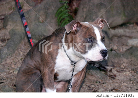 ピットブル家庭犬ペット愛犬飼い犬 ピットブル家庭犬ペット愛犬飼い犬 118711935