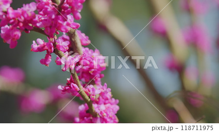 Judas Tree In Blossom. Vivid Colors And Soft Blurry Background. Close up. 118711975