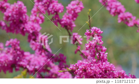 Deep Pink Flowers Of Judas Tree. Pink Pea Shaped Flower Clusters During Summer Season. Close up. Deep Pink Flowers Of Judas Tree. Pink Pea Shaped Flower Clusters During Summer Season. Close up. 118712117