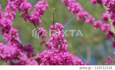 Cercis Siliquastrum In Bloom. Beautiful Redbud Tree Blooming In Pink And Purple Tones Branches. Close up. Cercis Siliquastrum In Bloom. Beautiful Redbud Tree Blooming In Pink And Purple Tones Branches. Close up. 118712118