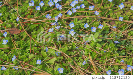 Little Blue Forget-Me-Not Flowers. Spring Blossom Background. Little Blue Jack Frost Flowers. Close up. Little Blue Forget-Me-Not Flowers. Spring Blossom Background. Little Blue Jack Frost Flowers. Close up. 118712120