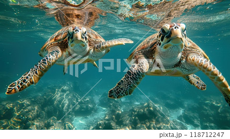 Two sea turtles swim on a coral reef in the ocean. Turtles under water Two sea turtles swim on a coral reef in the ocean. Turtles under water 118712247