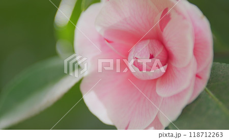 Camellia Japonica April Dawn Blush. Pink Perfect Camellia Flower In Full Bloom. Glossy Green Leaves. Close up. Camellia Japonica April Dawn Blush. Pink Perfect Camellia Flower In Full Bloom. Glossy Green Leaves. Close up. 118712263
