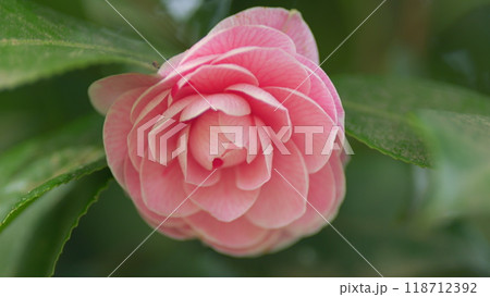 Pink Camellia Japonica. April Dawn Blush. Pink Camellia In Full Bloom On Tree. Camellia Flowers In Garden. Close up. 118712392