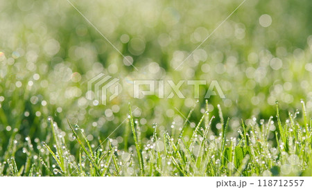 Dew Drop On Green Grass. Fresh Morning Water Dew Drops On Vibrant Green Grass During Sunny Morning. Pan. 118712557