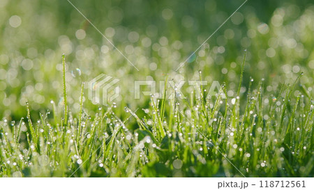 Abstract Natural Background. Water Drops On Grass Sparkle In Rising Sun. Pan. Abstract Natural Background. Water Drops On Grass Sparkle In Rising Sun. Pan. 118712561