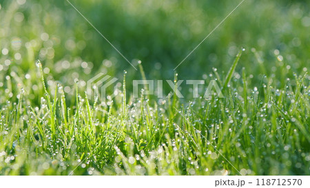 Beautiful Fresh Wet Green Grass Background With Bokeh And Shadows. Beautiful Nature Landscape With Water Droplets. Pan. 118712570