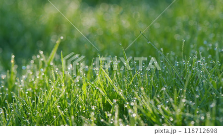 Wet Juicy Green Grass With Shiny Morning Dew Droplets. Dew Drops On Fresh Spring Grass On A Spring Morning. Pan. 118712698