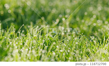 Green Grass On Meadow. Juicy Green Grass In A Meadow With Drops Of Water Dew In Morning Light. Pan. Green Grass On Meadow. Juicy Green Grass In A Meadow With Drops Of Water Dew In Morning Light. Pan. 118712700