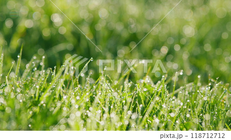 Fresh Morning Dew At Sunrise. Spring Green Grass With Dew Drops In Beautiful Backlight. Static. 118712712