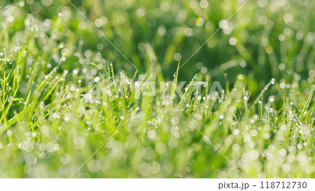 Fresh Morning Dew On Spring Grass. World Environment Day. Nature Backgrounds. Blur. 118712730