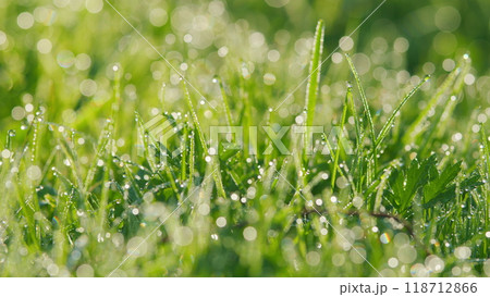 Morning Rays Of Sun And Wet Green Grass With Dew. Sparkling Morning Dew On Green Grass. Pan. 118712866