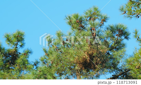 Branch Of Pine Tree With Needles And Pine Cones. Long Pine Needles With Cones. Still. 118713091