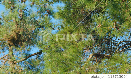 Branch Of Pine Tree With Needles And Pine Cones. Long Pine Needles With Cones. Still. 118713094