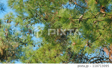 Pretty Pine Cone Hanging From Its Branch. Pine Cones At End Of Branches. Rack focus. 118713095