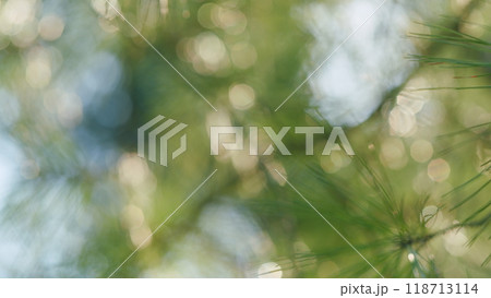 Beautiful Natural Background. Green Needles On The Branches Of Pine In A Coniferous Forest. Bokeh. Out of focus. Beautiful Natural Background. Green Needles On The Branches Of Pine In A Coniferous Forest. Bokeh. Out of focus. 118713114