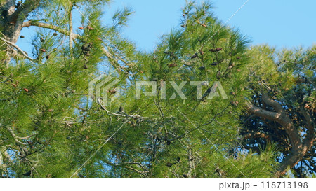 Pine Cone On A Pine Tree. Pine Cone And Branches. Green Needle Pine Tree. Tilt up. 118713198