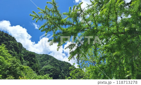 林 森 樹林 118713278