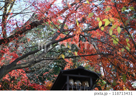 紅葉に包まれた柿生の里 118713431