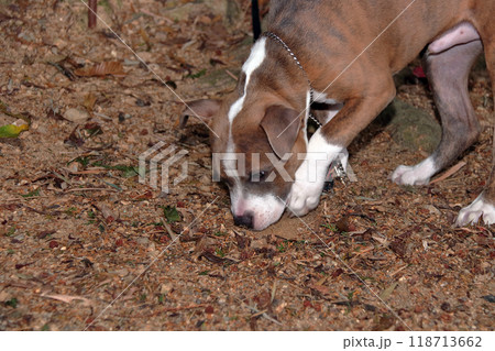 ピットブル家庭犬ペット愛犬飼い犬 ピットブル家庭犬ペット愛犬飼い犬 118713662