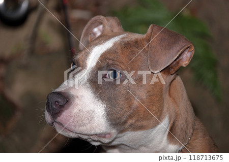 ピットブル家庭犬ペット愛犬飼い犬 118713675