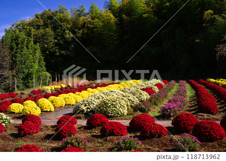 土屋のざる菊(神奈川県平塚市) 118713962