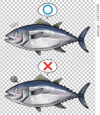 審判鮪魚套裝（Marubatsu） 118714380