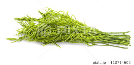Climbing Wattle or Acacia vegetable isolate on a white background 118714606