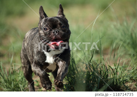 ドッグランで遊ぶ犬  フレンチブルドッグ 118714735