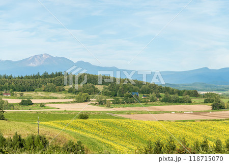 【美瑛町　新栄の丘からの秋の風景と十勝岳連峰】 118715070