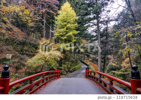 苔むした杉並木が続く榛名神社千本杉(群馬県高崎市) 苔むした杉並木が続く榛名神社千本杉(群馬県高崎市) 118715638
