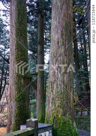 苔むした杉並木が続く榛名神社千本杉（群馬県高崎市） 118715644