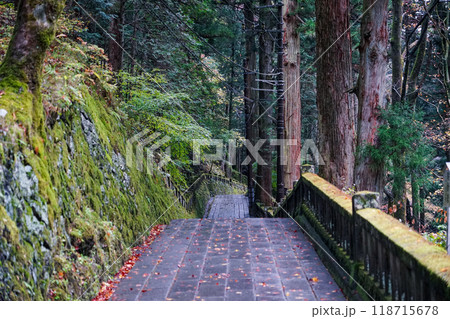 苔むした杉並木が続く榛名神社千本杉（群馬県高崎市） 118715678