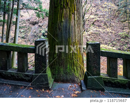 苔むした杉並木が続く榛名神社千本杉(群馬県高崎市) 苔むした杉並木が続く榛名神社千本杉(群馬県高崎市) 118715687