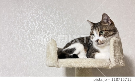 【保護猫】キャットタワーでくつろぐ4歳のサバトラ猫 【保護猫】キャットタワーでくつろぐ4歳のサバトラ猫 118715713