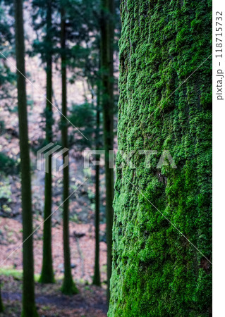 苔むした杉並木が続く榛名神社千本杉（群馬県高崎市） 118715732