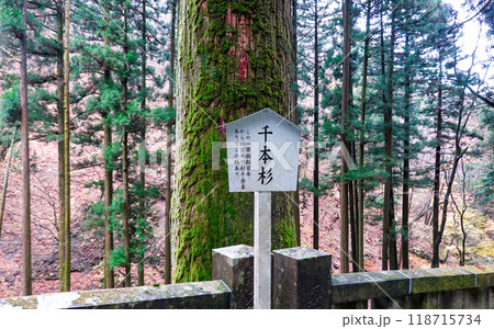 苔むした杉並木が続く榛名神社千本杉（群馬県高崎市） 118715734