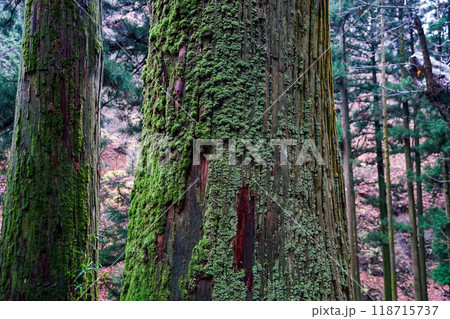苔むした杉並木が続く榛名神社千本杉（群馬県高崎市） 118715737