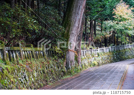 苔むした杉並木が続く榛名神社千本杉（群馬県高崎市） 118715750