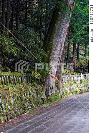 苔むした杉並木が続く榛名神社千本杉(群馬県高崎市) 苔むした杉並木が続く榛名神社千本杉(群馬県高崎市) 118715751