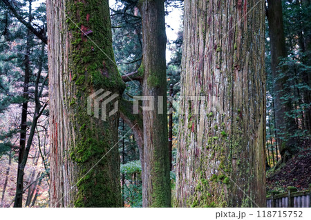 苔むした杉並木が続く榛名神社千本杉(群馬県高崎市) 苔むした杉並木が続く榛名神社千本杉(群馬県高崎市) 118715752