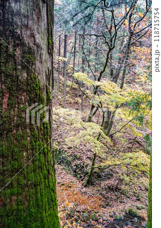 苔むした杉並木が続く榛名神社千本杉（群馬県高崎市） 118715754