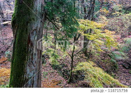 苔むした杉並木が続く榛名神社千本杉(群馬県高崎市) 苔むした杉並木が続く榛名神社千本杉(群馬県高崎市) 118715756