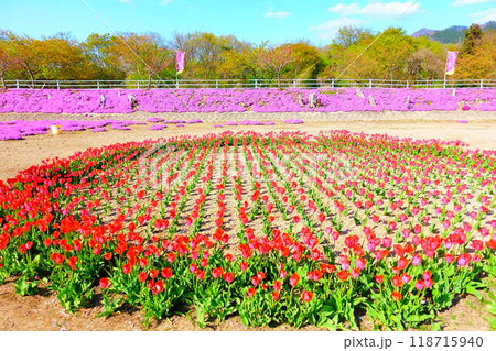 芝桜　シバザクラ　しばざくら　立谷川　桜　山形市 118715940